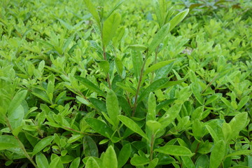 雨に濡れた葉っぱ
