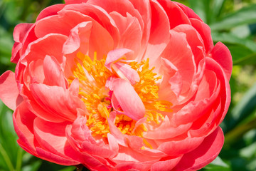 Pink orange peony flower closeup © Melissa Burovac