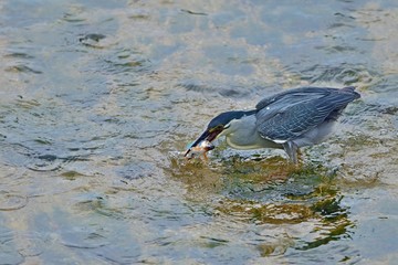 きれいな婚姻色のオイカワをゲットしたササゴイ