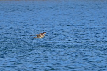 水面スレスレをさっそうと飛ぶオオタカ