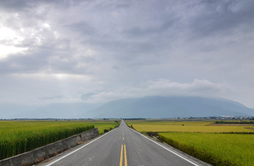 Fototapeta na wymiar The road pass trough green rice farm at Taitung, Taiwan 