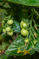 Green cherry tomatoes ripening on plant