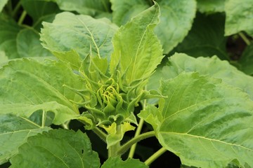 ひまわり　小さいつぼみ　夏　杤木