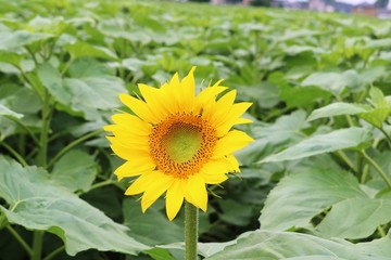 花　ひまわり　元気　夏　杤木