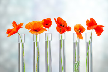 Poppy in test tube for herbal medicine and essential oil on concept of medicinal research.