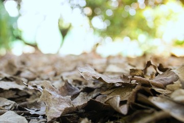 Close up of dry leaf on the ground textures background, selective focus