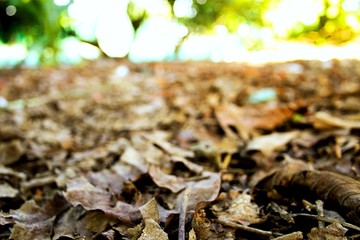 Close up of dry leaf on the ground textures background, selective focus
