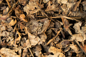Group of dry leaf on the ground textures background