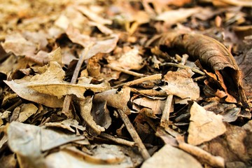 Fallen dry leaf and branches on the ground
