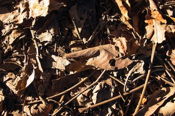 Fallen dry leaf and branches on the ground with sunlight and shadow
