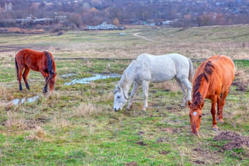 three domestic horses grazing on the pasture
