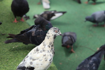 flock of pigeons