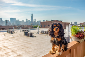 A beautiful Cavalier King Charles Spaniel dog poses bravely upon a ledge in front of the Chicago skyline, on a rooftop in the city.