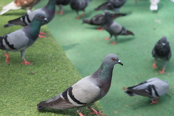 pigeons walking on the street in park