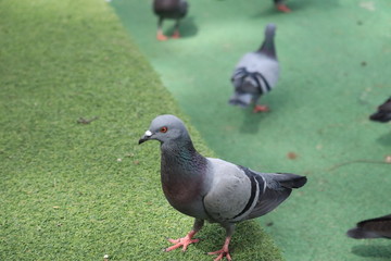 pigeon in the park