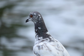 pigeon in the park