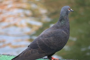 pigeon on a background