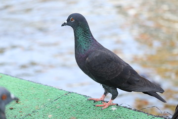 Fototapeta premium pigeon in the park near canal