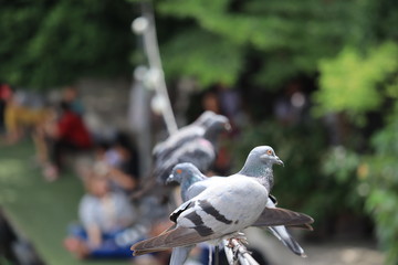 two pigeons on cable in park of temple Near Saen Saep Canal, bangkok