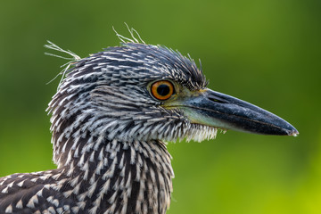 Juvenile black crowned night heron profile picture