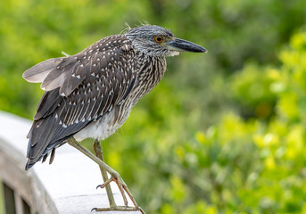 Juvenile black crowned night heron standing on a rail