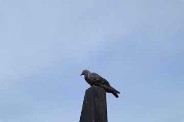 Fototapeta premium pigeons on the pole