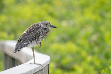 Juvenile black crowned night heron resting on one leg