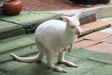 baby  wallaby  on blue background