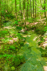 Stream flowing through green forest in sprint
