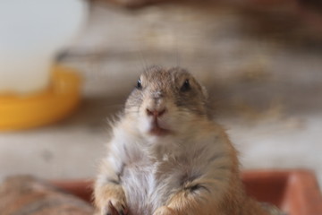 hamster in hands