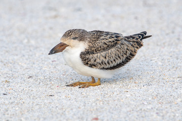 Close up of a black skimmer chick sitting on the beach