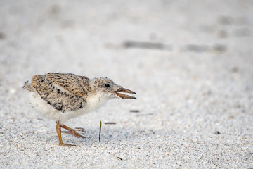 Close up of a black skimmer chick walking on the beach