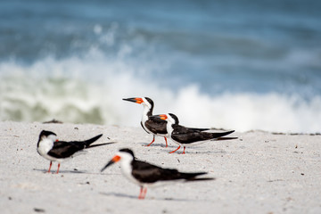 Black skimmer with red and black beaks