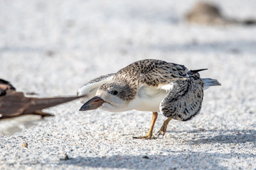 Close up of a black skimmer chick running on the beach