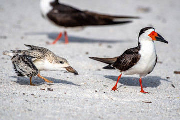 Close up of a black skimmer chick following its parent on the beach