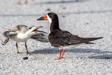 Close up of a black skimmer chick demanding food