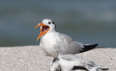Young royal tern calls for food