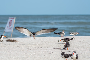skimmer lands in the nesting colony of birds at the beach