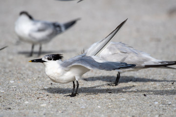Royal tern stretches its wings