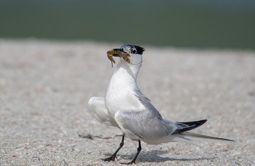 Adult tern with shrimp