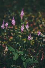 Fototapeta premium Flower blooming on the roadside