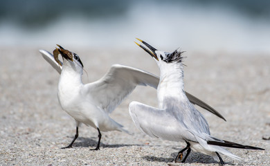Adult royal tern bringing back shrimp for its chick
