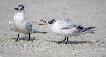 young royal tern calling for food