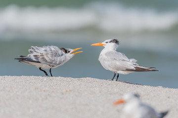 Young tern calling on the beach