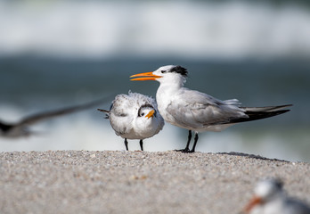 Terns on the beach in Florida
