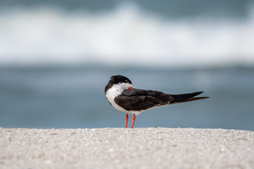 Black skimmer takes a nap at the beach