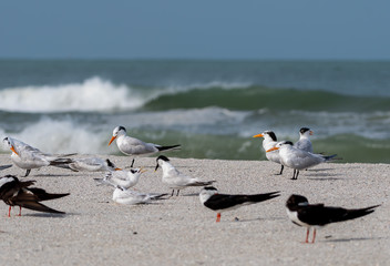 Shore birds gather to nest on the beach in Florida