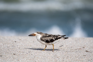 Young skimmer chick walks on the beach