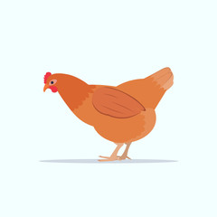 cute chicken domestic bird poultry farming concept flat white background
