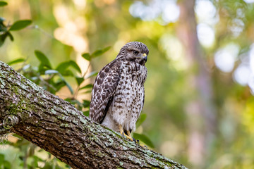 Cooper's hawk perched on a branch in Florida